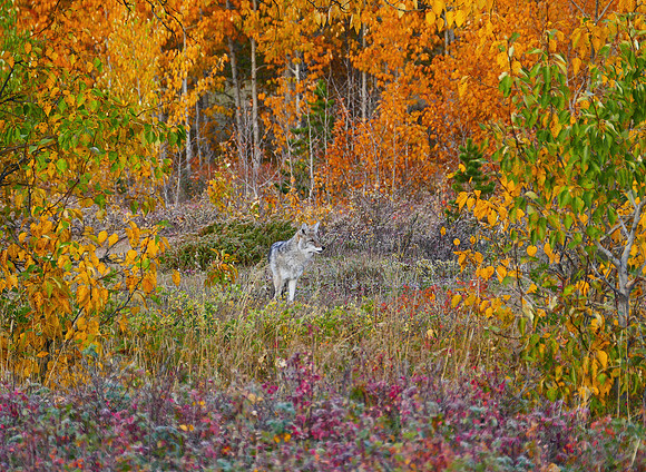 Canada, Coyote 1