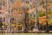 Cypress trees 18