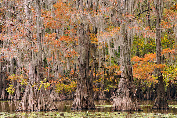 Cypress trees 18