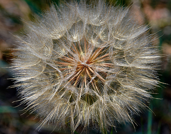 Dandelion 2