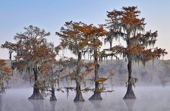 Cypress trees and fog 4