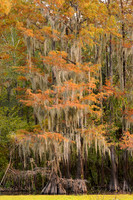 Cypress trees 8