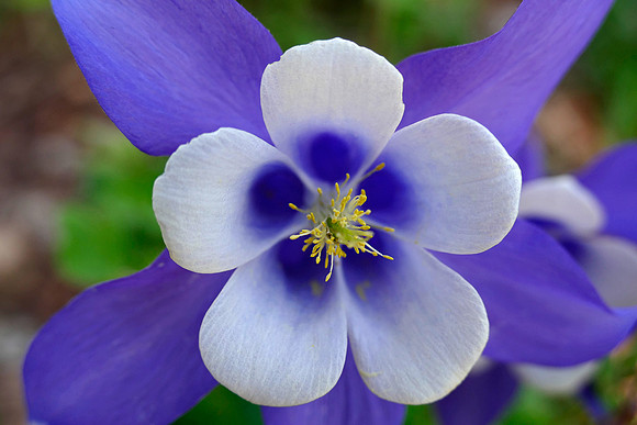 Columbine 3