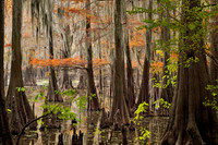 Cypress trees 21