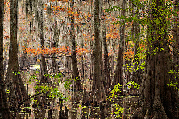 Cypress trees 21