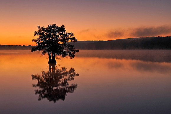 Cypress Trees 1