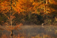 Cypress Trees & Great Blue Heron