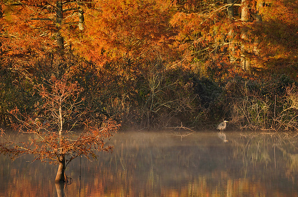 Cypress Trees & Great Blue Heron
