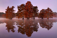 Cypress Trees 2