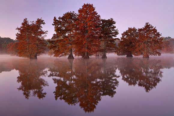 Cypress Trees 2
