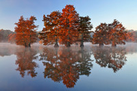 Cypress Trees 3