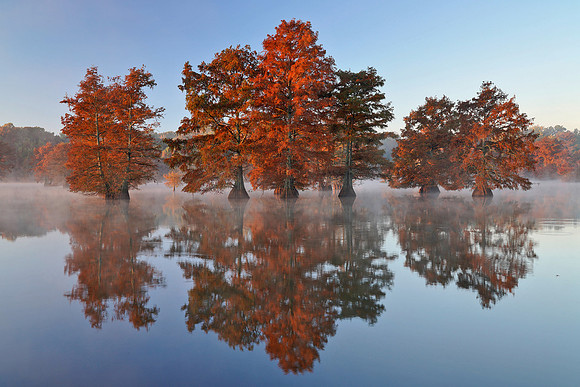 Cypress Trees 3