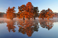 Cypress Trees 4