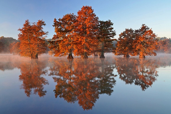 Cypress Trees 4