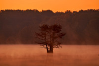 Cypress Trees 6