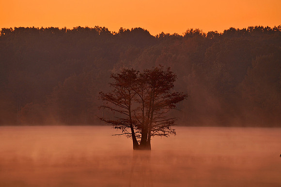 Cypress Trees 6