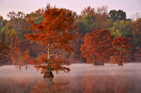 Cypress Trees 7