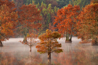 Cypress Trees 8