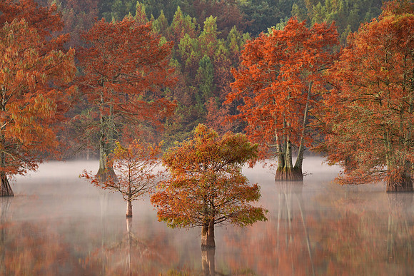 Cypress Trees 8
