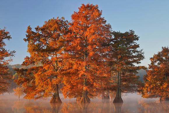 AR, Cypress Trees 9