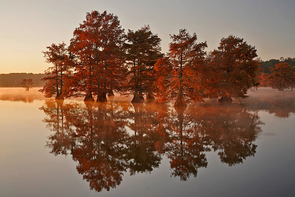 Cypress Trees 10