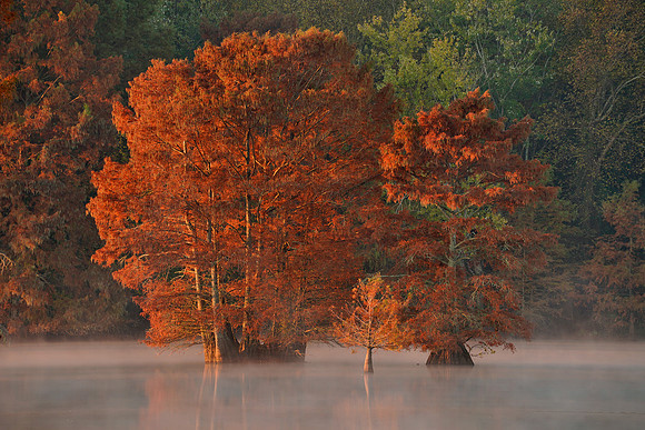 Cypress Trees 11