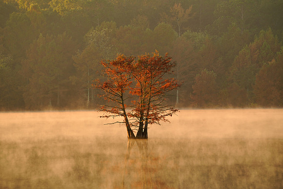 Cypress Trees 12
