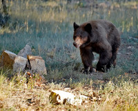 Bear 5