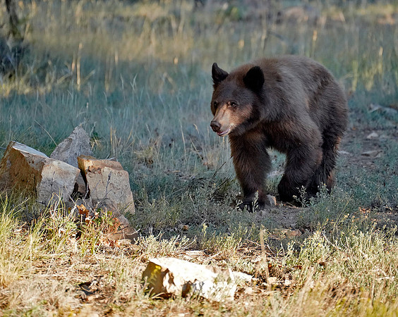 Bear 5
