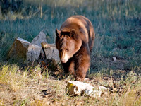 Bear 6