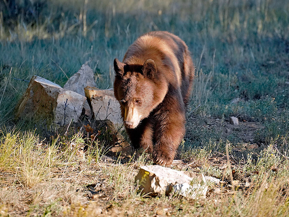 Bear 6
