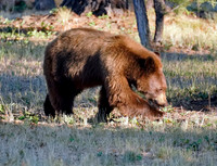 Bear 7
