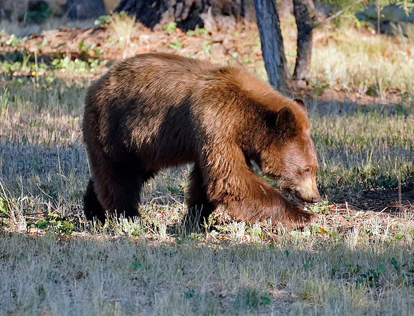 Bear 7