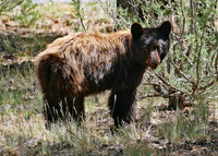 Bear 8