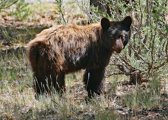Bear 8