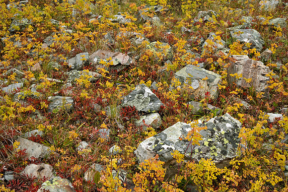Fall Colors 257