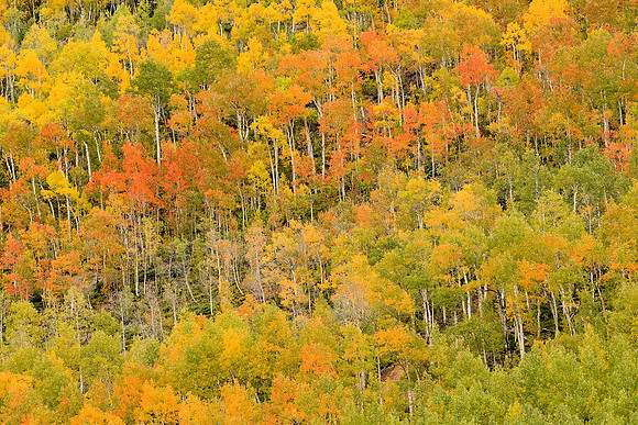 Fall Colors 264
