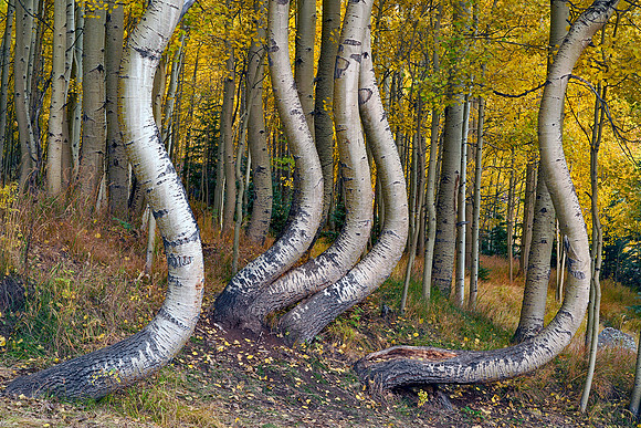 Fall Colors 278