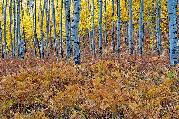 Fall Colors 279