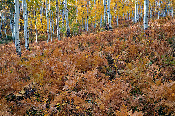 Fall Colors 280
