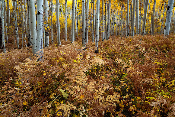 Fall Colors 281