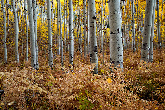 Fall Colors 282