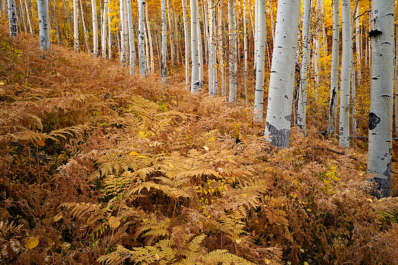 Fall Colors 283