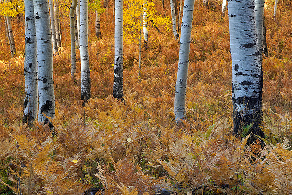 Fall Colors 284