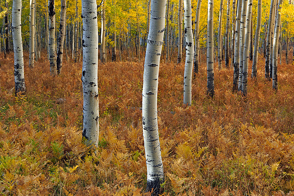 Fall Colors 285