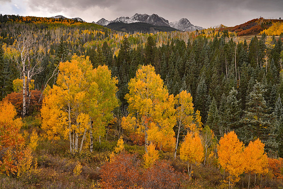 Fall Colors 290