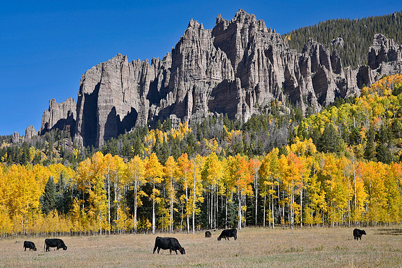 Fall Colors 293