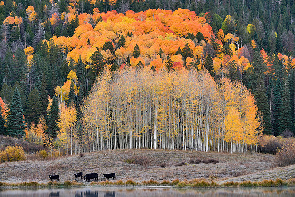 Fall Colors 301