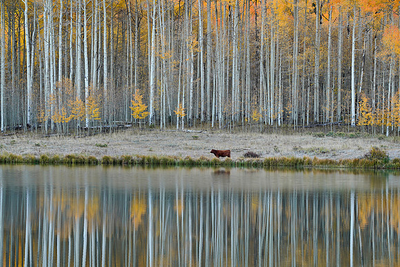 Fall Colors 304