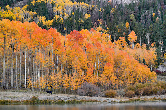 Fall Colors 302